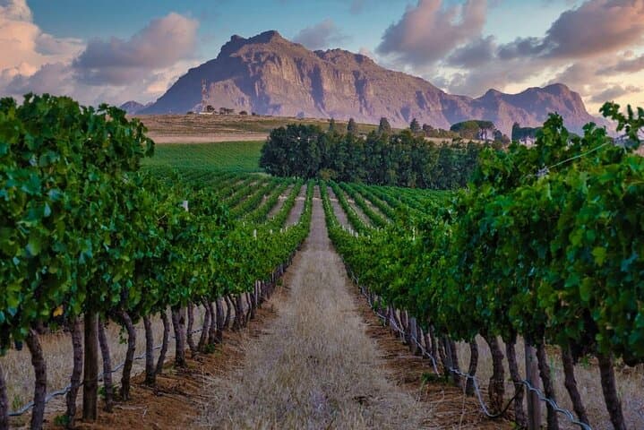 Full-Day VIP Stellenbosch Wine Tour Waterford, Delaire Graff