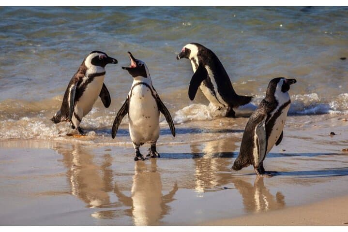 Half Day Tour to Boulders Beach Penguin and Cape