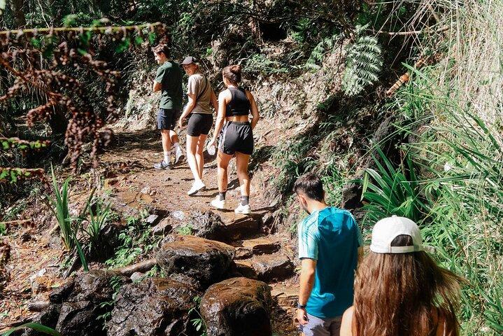 Kangaroos, 6 Springbrook Waterfalls and Natural Bridge Day Tour