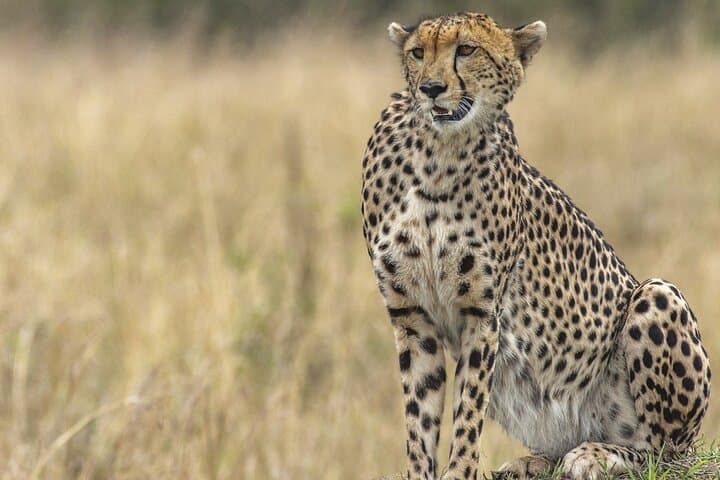 Nairobi National Park, Giraffe Center & Sheldrick Half Day Tour