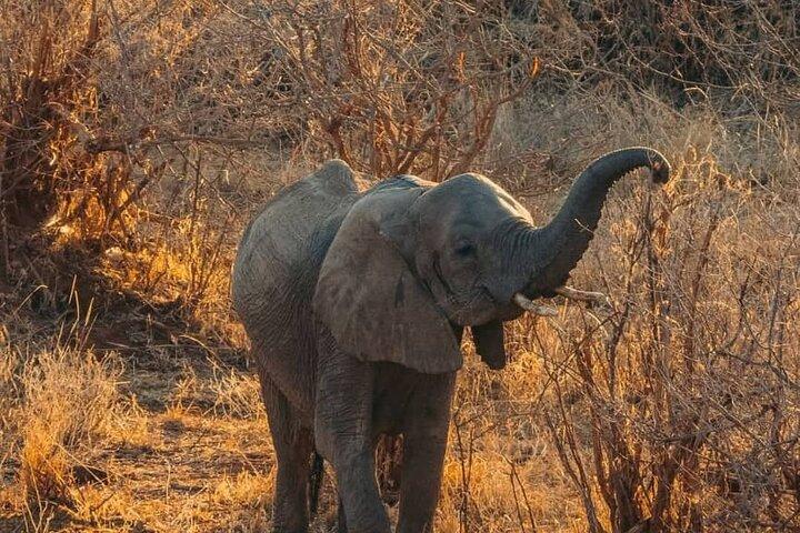 Day Trip Safari in Ngorongoro crater