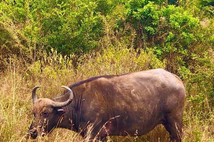 Early Morning Safari at Nairobi National Park