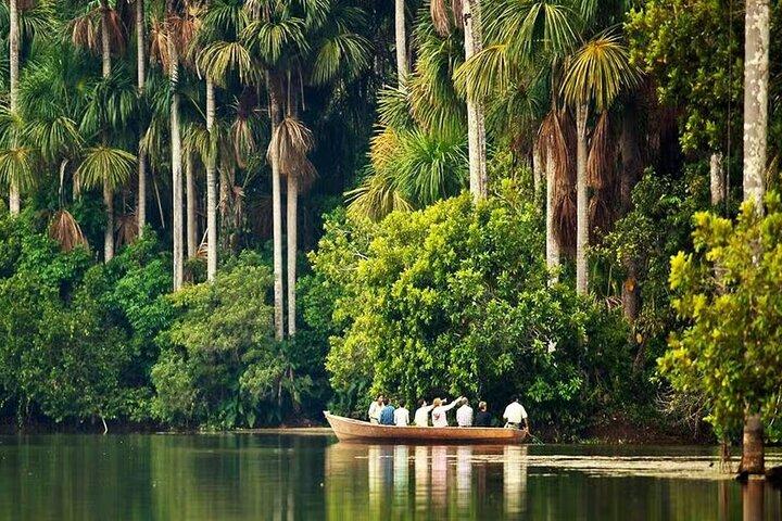 4Day Amazon Rainforest Tour in Tambopata National Reserve