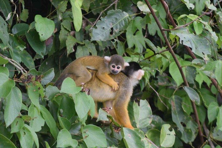 4Day Amazon Rainforest Tour in Tambopata National Reserve