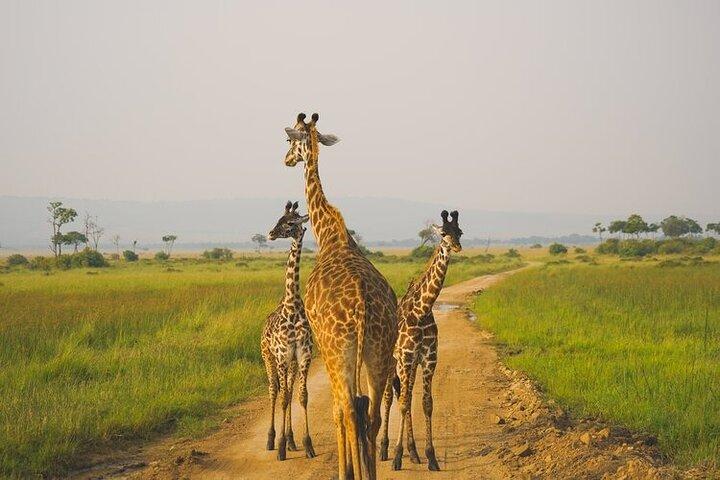 2 Days Tarangire and Ngorongoro Budget Safari in Tanzania
