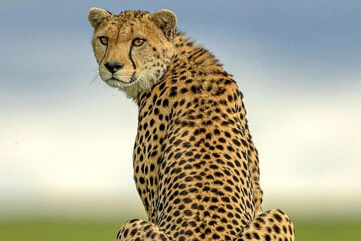 2 Days Tarangire and Ngorongoro Budget Safari in Tanzania