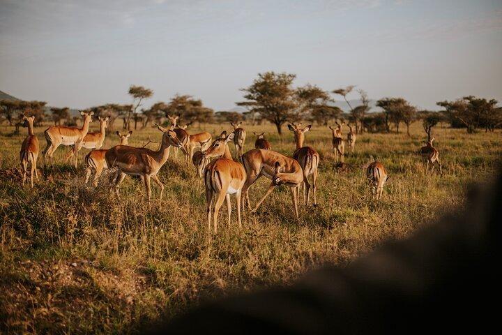 Full Day Tarangire Safari with Maasai Village Visit