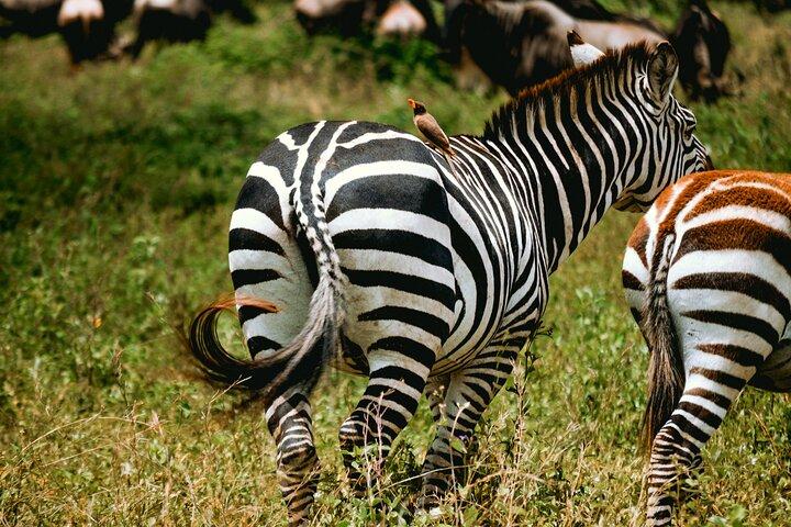 Full Day Tarangire Safari with Maasai Village Visit