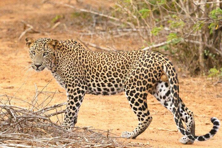 Yala National Park Safari Tours -Half Day & Full Day