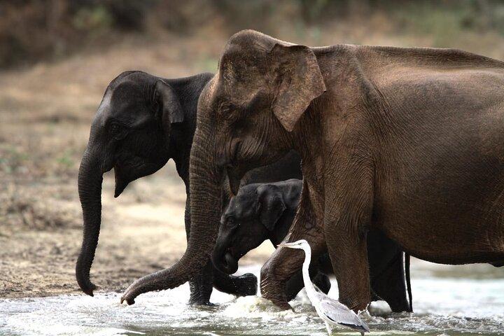Yala safari Tours Morning /Afternoon /Fullday