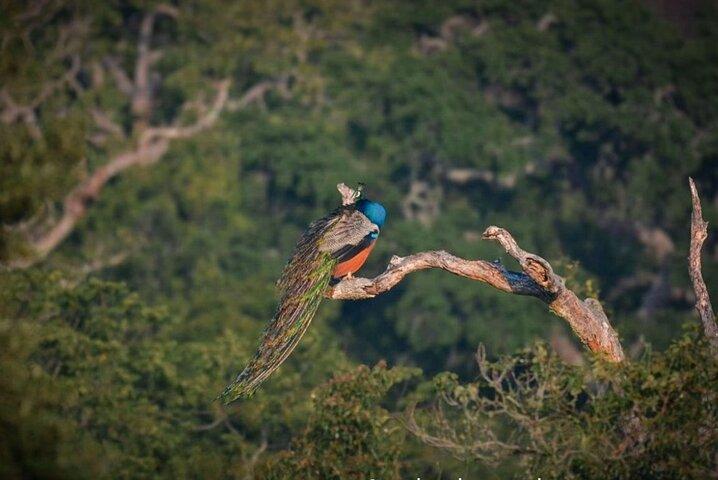Yala safari Tours Morning /Afternoon /Fullday
