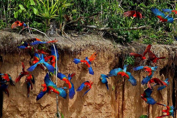 From Puerto Maldonado: 3 Days Amazon Eco Adventure
