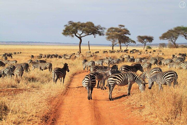 5 Days Luxury Safari Through Tarangire Serengeti and Ngorongoro