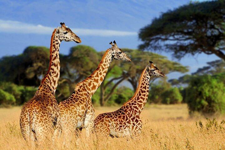 5 Days Luxury Safari Through Tarangire Serengeti and Ngorongoro