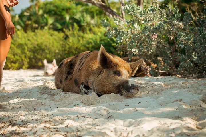Koh Samui Island Hopping Adventure in Coral and Pig Island