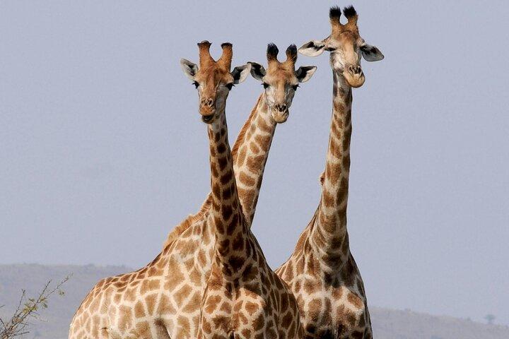 Tsavo East National Park Day Tour From Mombasa With Lunch