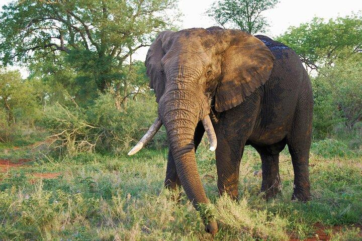 Tsavo East National Park Day Tour From Mombasa With Lunch