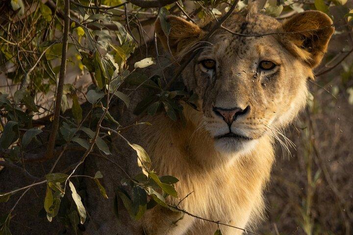 Tsavo East National Park Day Tour From Mombasa With Lunch