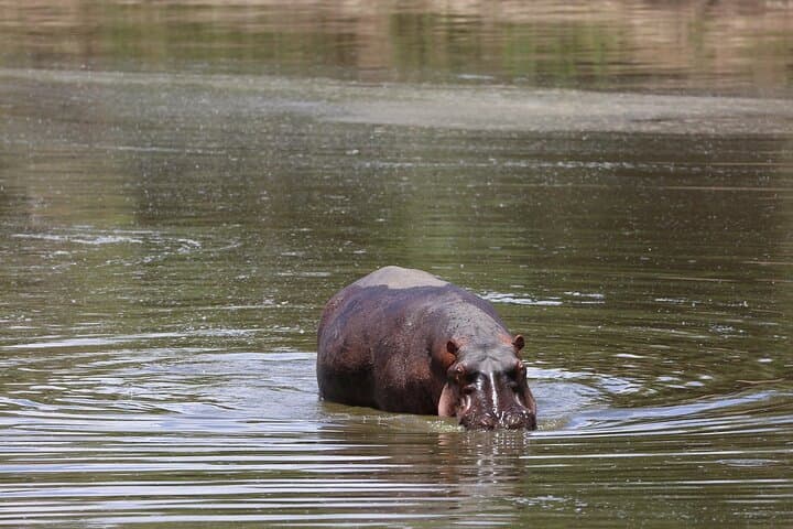 Nairobi: 3 Day Maasai Mara Group Safari With Overnight Camp