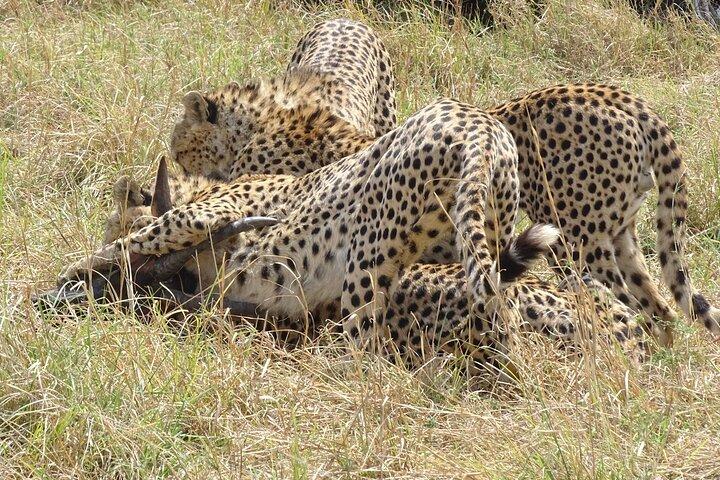 3 Days and 2 Nights Maasai Mara Safari Tour