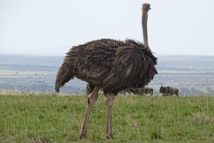 3 Days and 2 Nights Maasai Mara Safari Tour