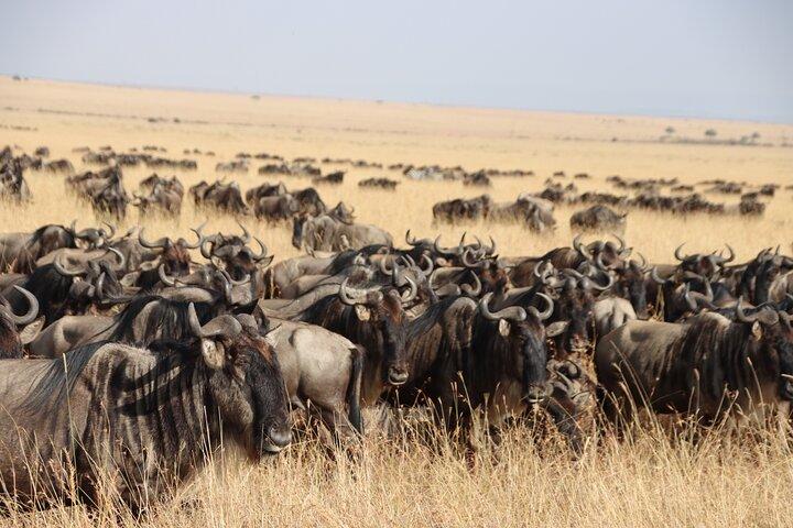 3 Days and 2 Nights Maasai Mara Safari Tour