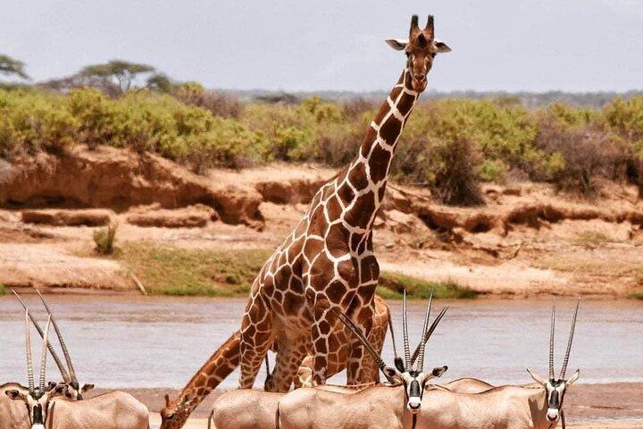 3 Days Safari to Samburu National Reserve from Nairobi