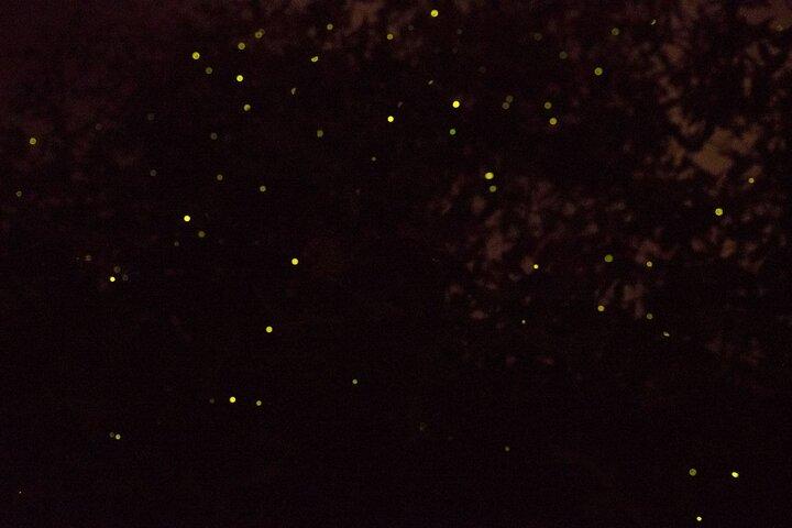 Kota Kinabalu Klias River Cruise with Dinner and Fireflies Tour