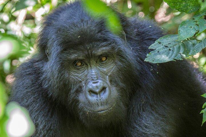 From Kigali: 1-Day Uganda Gorilla tracking experience