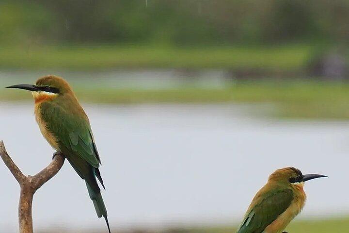Bundala Safari (Bird Watching) Day Trip - Private & All Inclusive