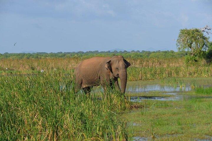 Bundala Safari (Bird Watching) Day Trip - Private & All Inclusive