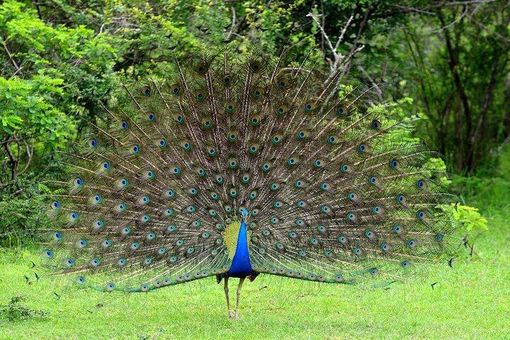 Bundala Safari (Bird Watching) Day Trip - Private & All Inclusive