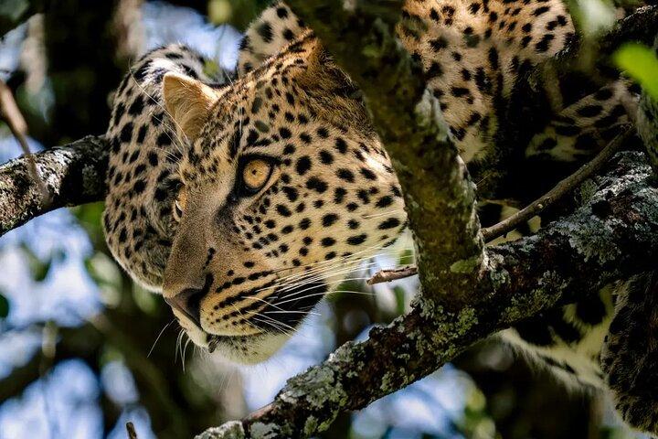 9 Days Kilimanjaro, Safari & Zanzibar Experience