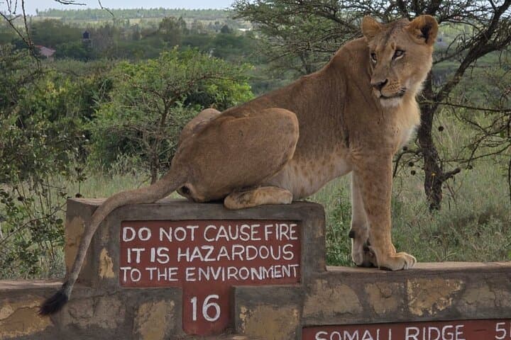 Nairobi National Park Tour Half Day