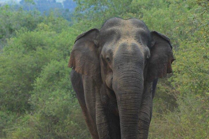 Yala safari Tours Morning /Afternoon /Fullday