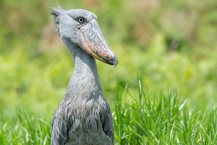 1 Day Best of Mabamba Shoebill Bird Watching Tour in Entebbe