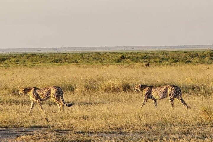 3 Days Masai Mara Safari