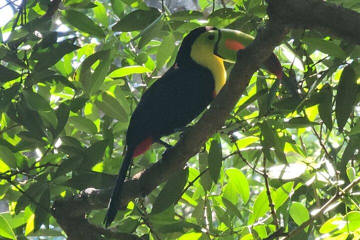 Sloth tour, Coffee, Chocolate and Tons of Wildlife