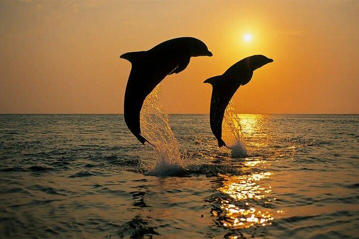 Brijuni Dolphin and Sunset Boat Tour from Pula