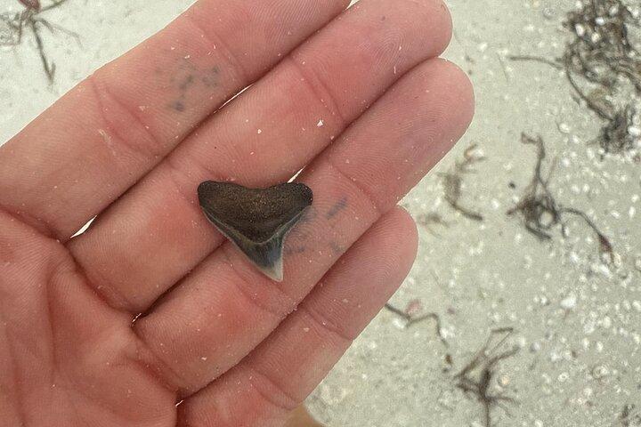 Shelling & Snorkel Kayak Tour - Shell Key - St. Pete