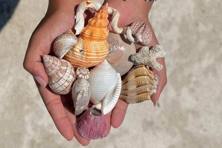 Shelling & Snorkel Kayak Tour - Shell Key - St. Pete