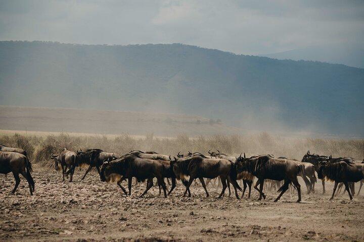 Mikumi National Park Day Safari from Zanzibar Flights Included