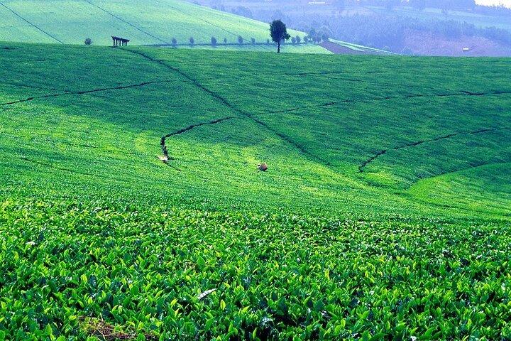 Kiambethu Tea Farm Tour and Lunch From Nairobi