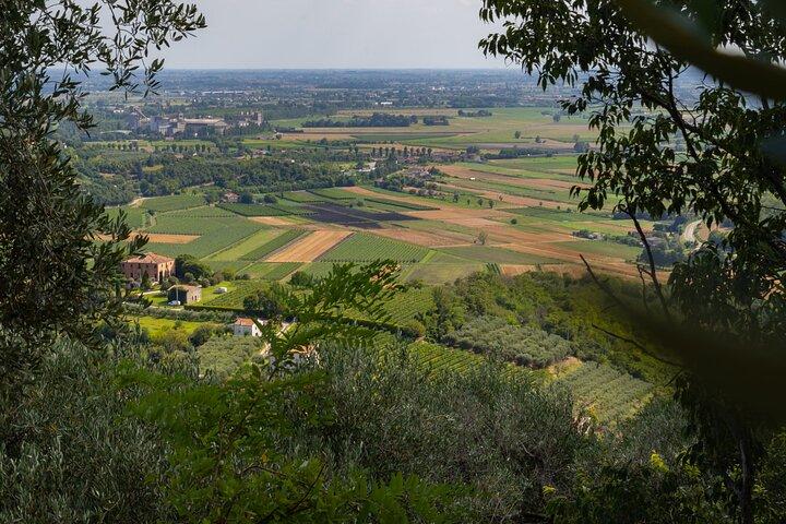 From Venice: Olive Oil & Wine Tour in the Venetian Hills