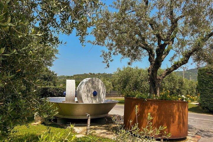 From Venice: Olive Oil & Wine Tour in the Venetian Hills