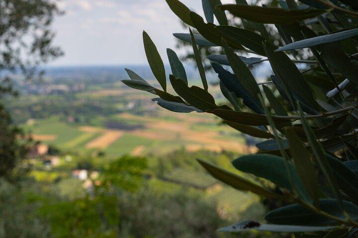 From Padua: Olive Oil & Wine in the Euganean Hills