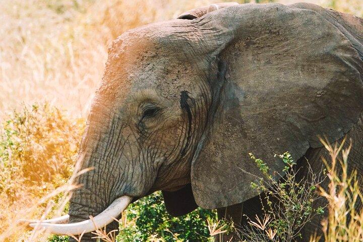11 Day Uganda Safari Gorilla Trekking and National Parks Tour