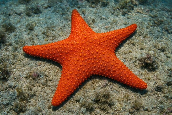 Explore lagoon tour star fish jozani forest, kuza cave,,paje