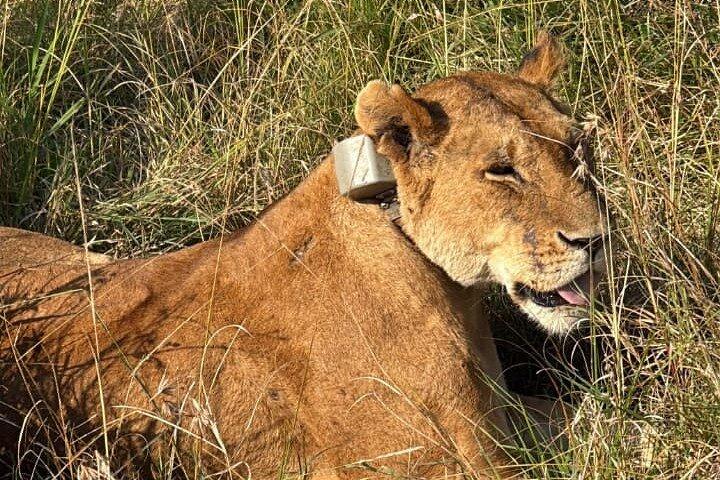 Amboseli National Park 3 Day Private Safari Adventure
