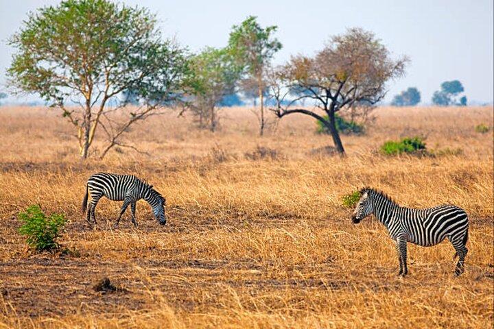 Full Day 4 by 4 Safari from Zanzibar to Mikumi National Park